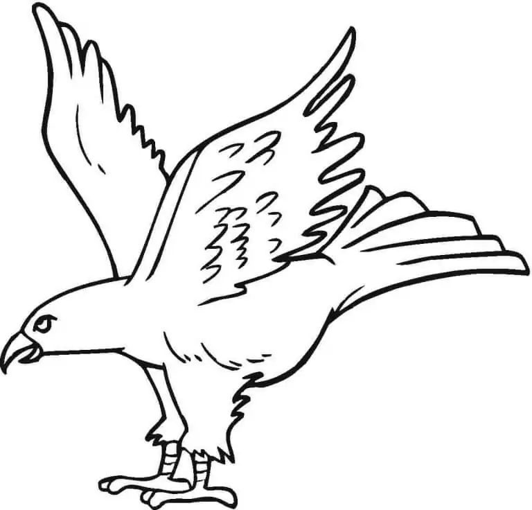 Maul Eagle