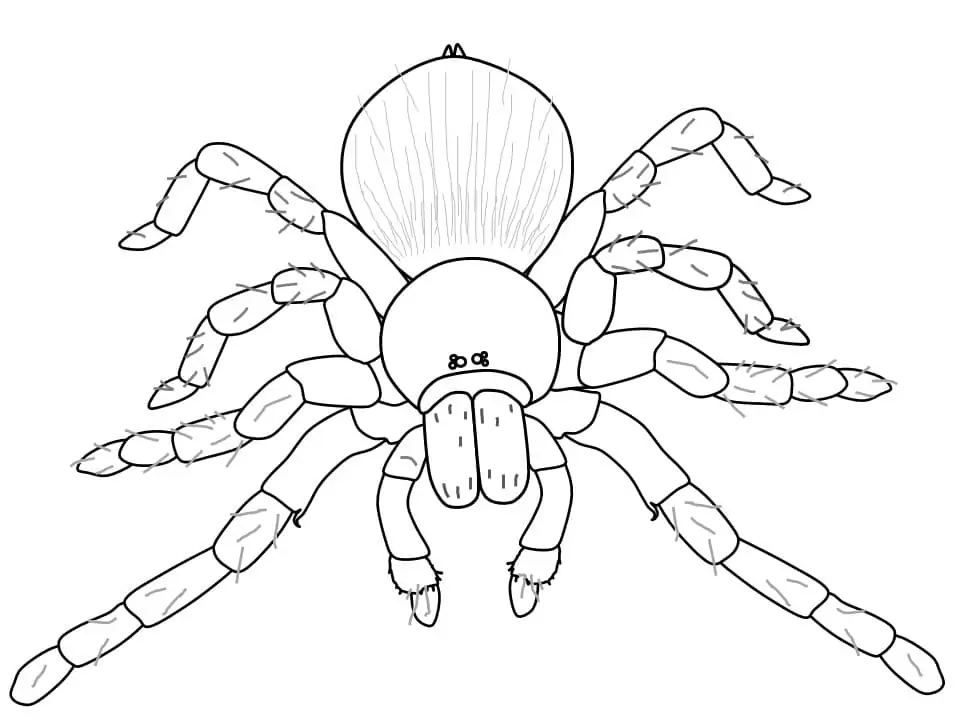 Mexican Red Rump Tarantula - Coloring Pages