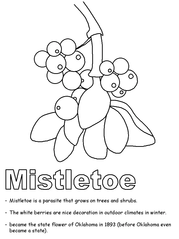 Mistletoe 6