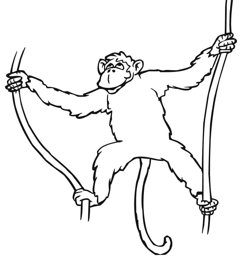 Monkey Hanging on Liana