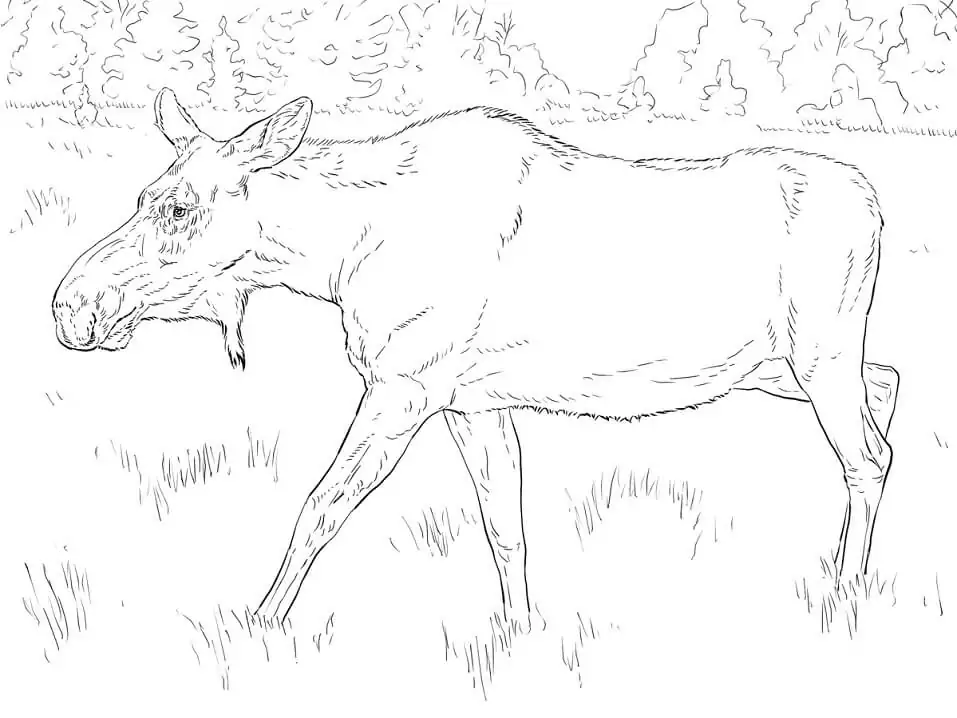 Moose Cow