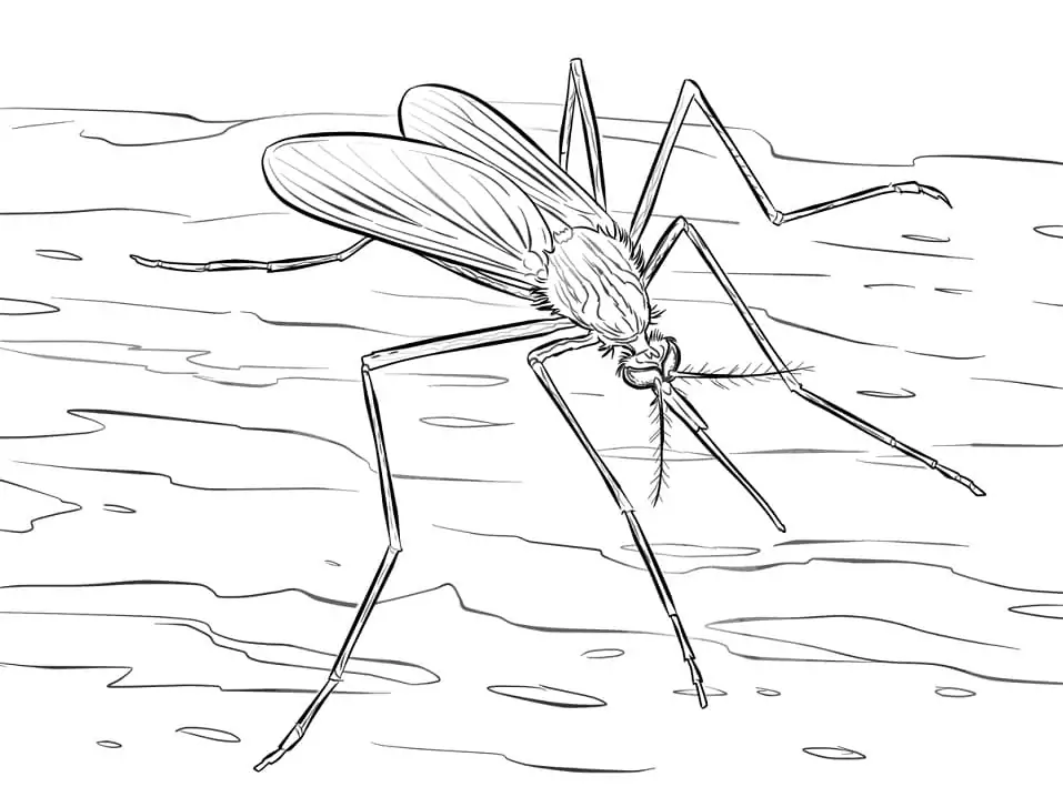 Mosquito Culiseta Longiareolata