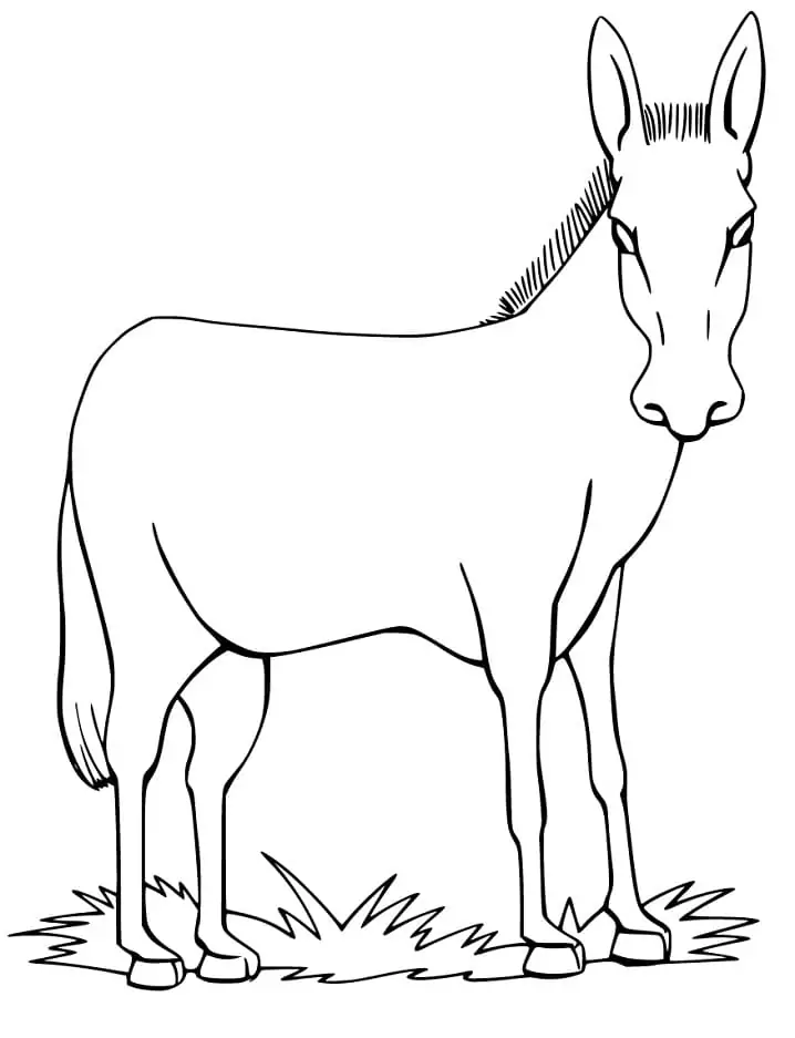 Mule on Grass