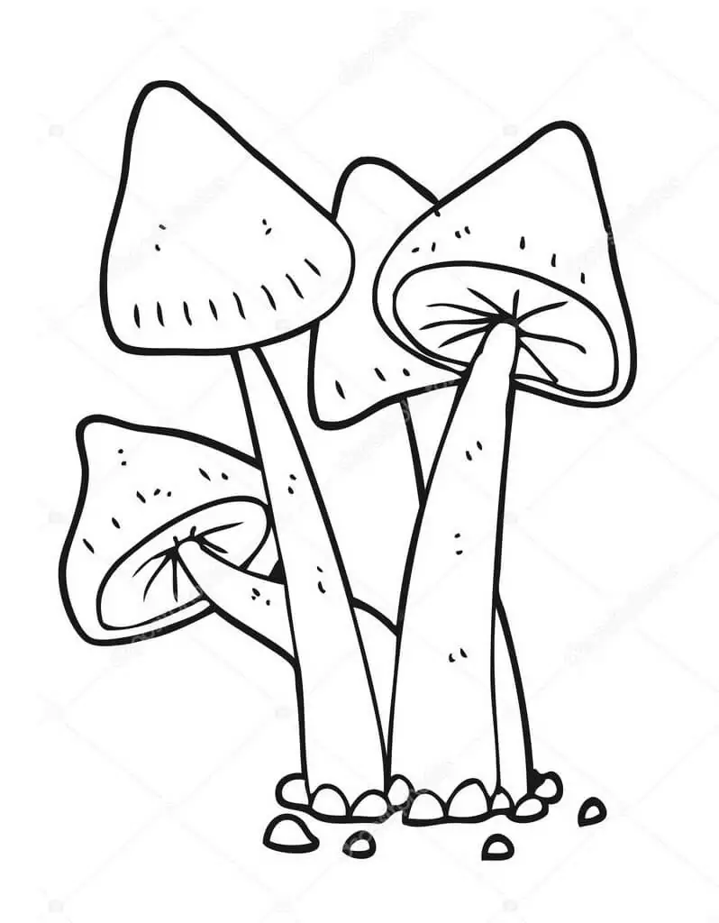 Mushrooms 6