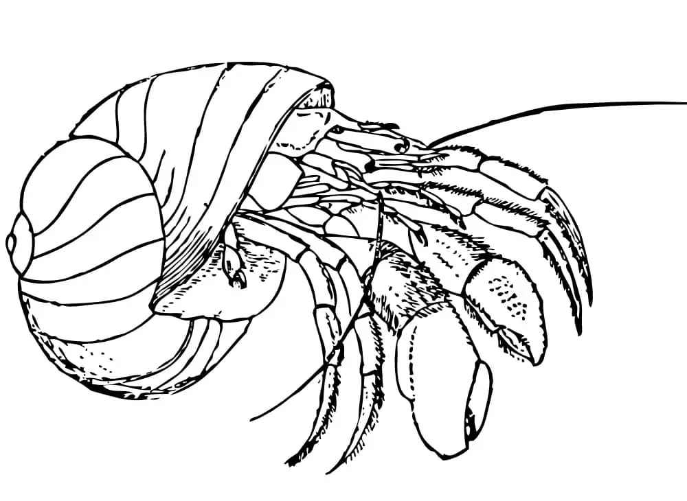 Natural Hermit Crab