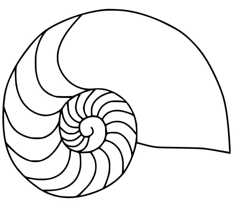 Nautilus Shell 3
