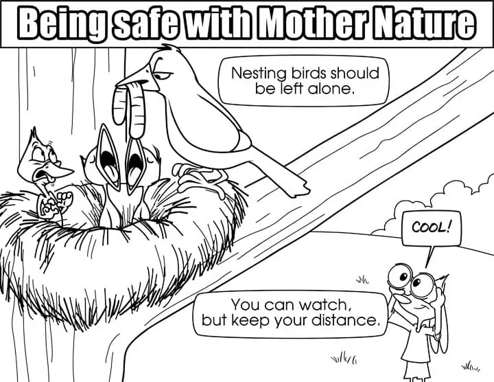 Nesting Bird Safety