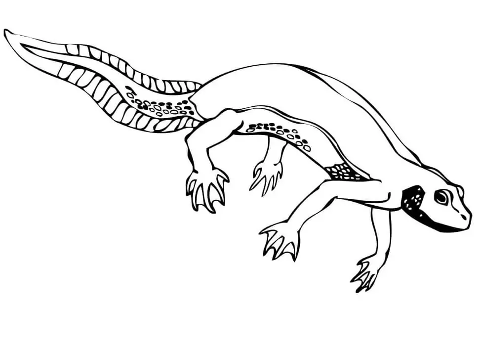 Molch-Salamander