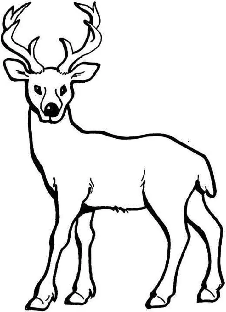 Normal Deer