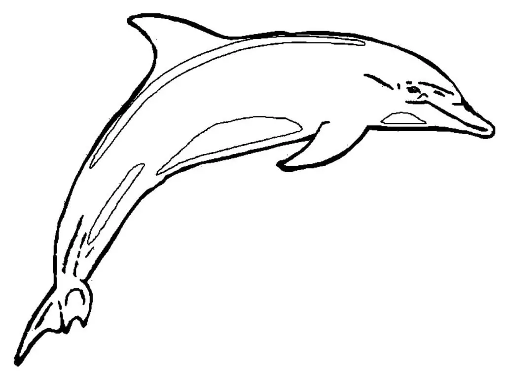 Normal Dolphin