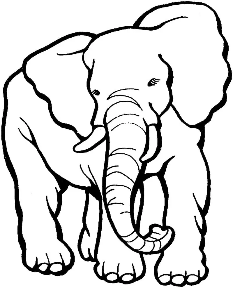 Normaler Elefant