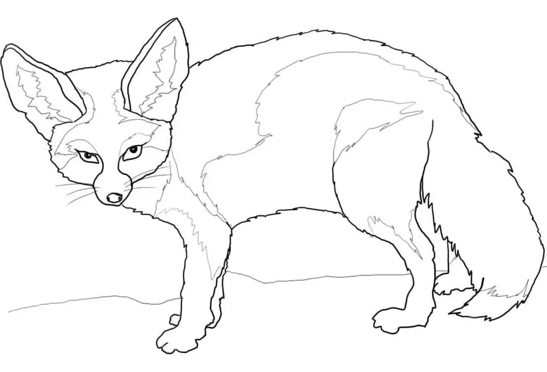 Normal Fennec Fox