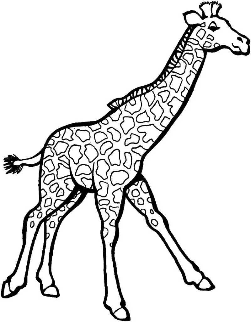 Normale Giraffe