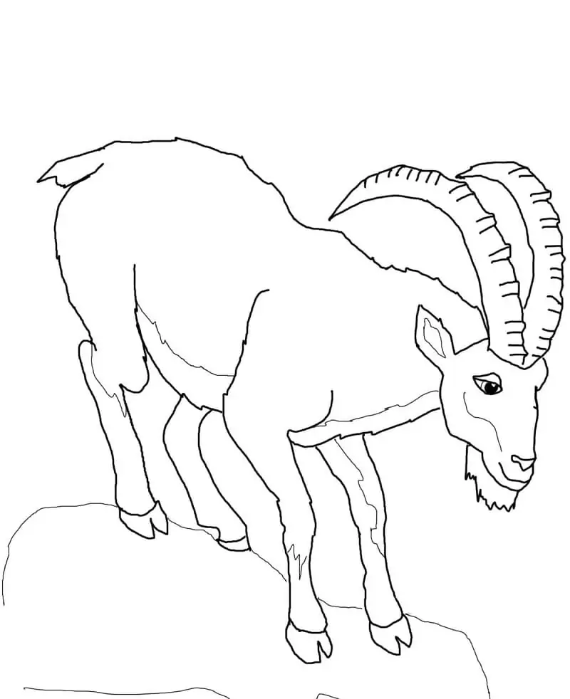 Normal Ibex