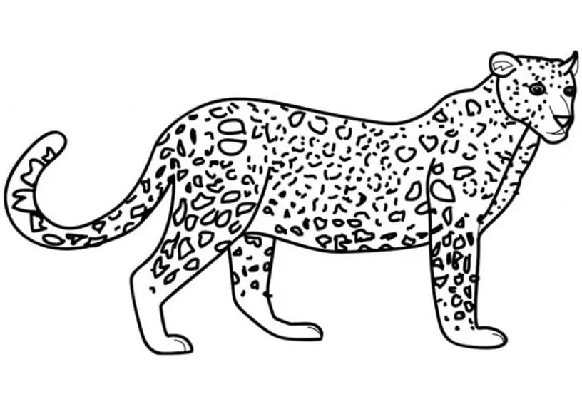 Normal Leopard
