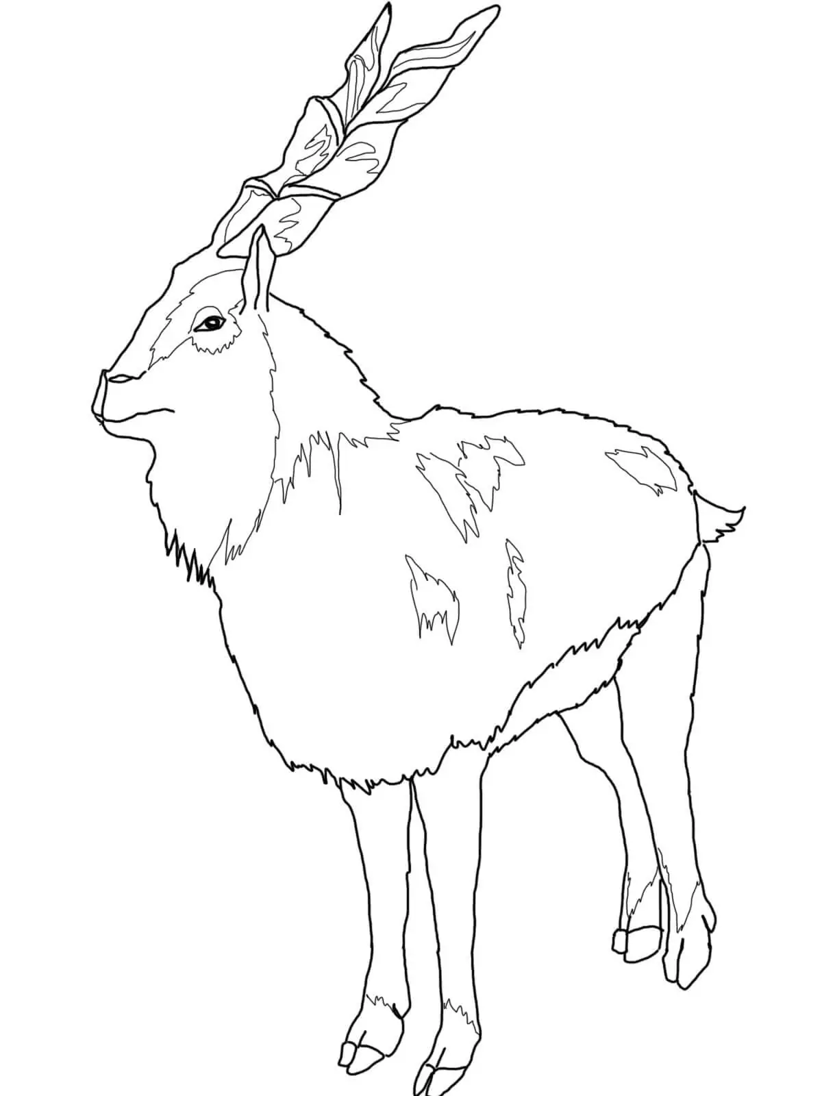 Normaler Markhor