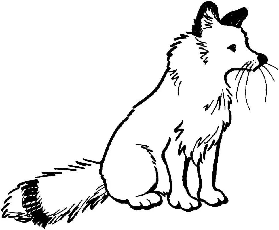 Normal Red Fox Coloring Page Free Printable Coloring Pages for Kids