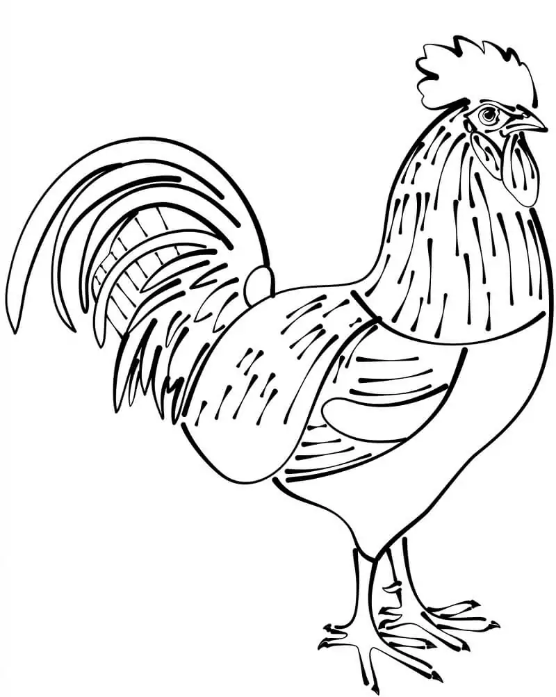 Normal Rooster 1