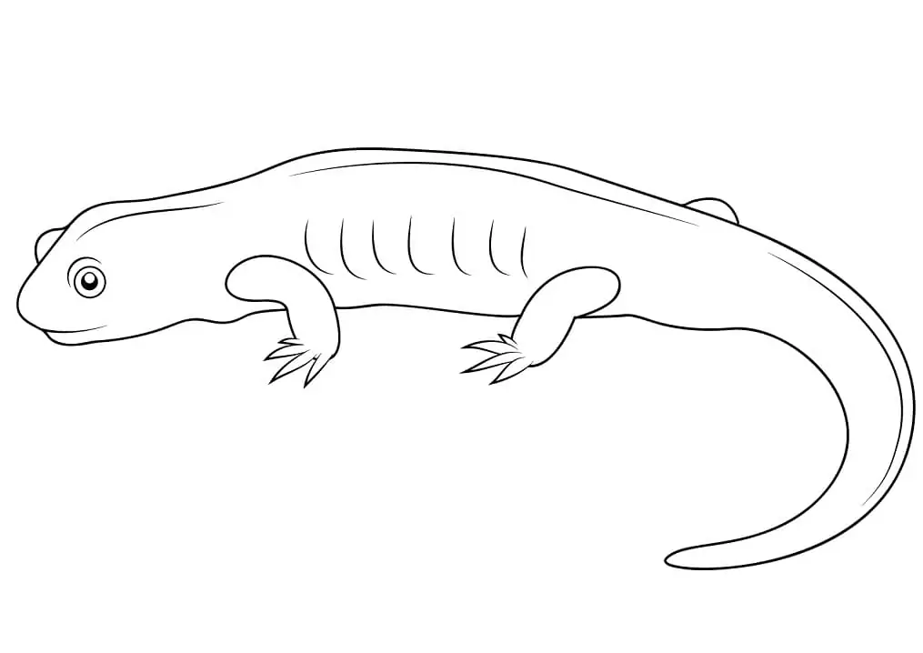 Normal Salamander