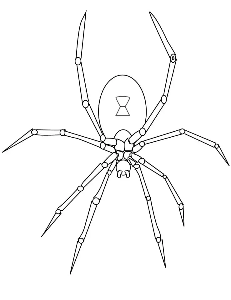 Normale Spinne