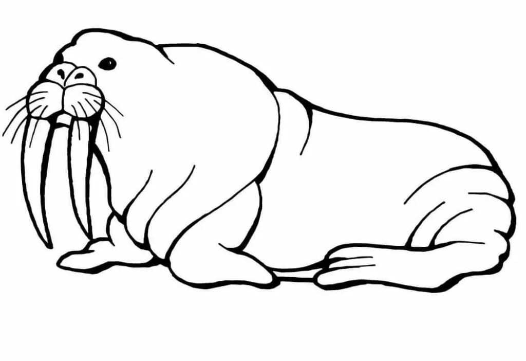 Normal Walrus