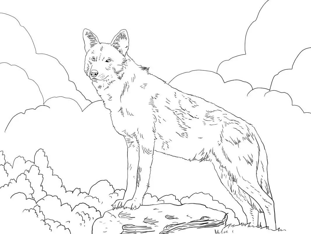 Nordamerikanischer Rotwolf