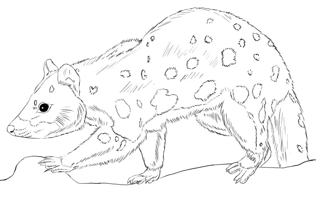 Northern Quoll 1