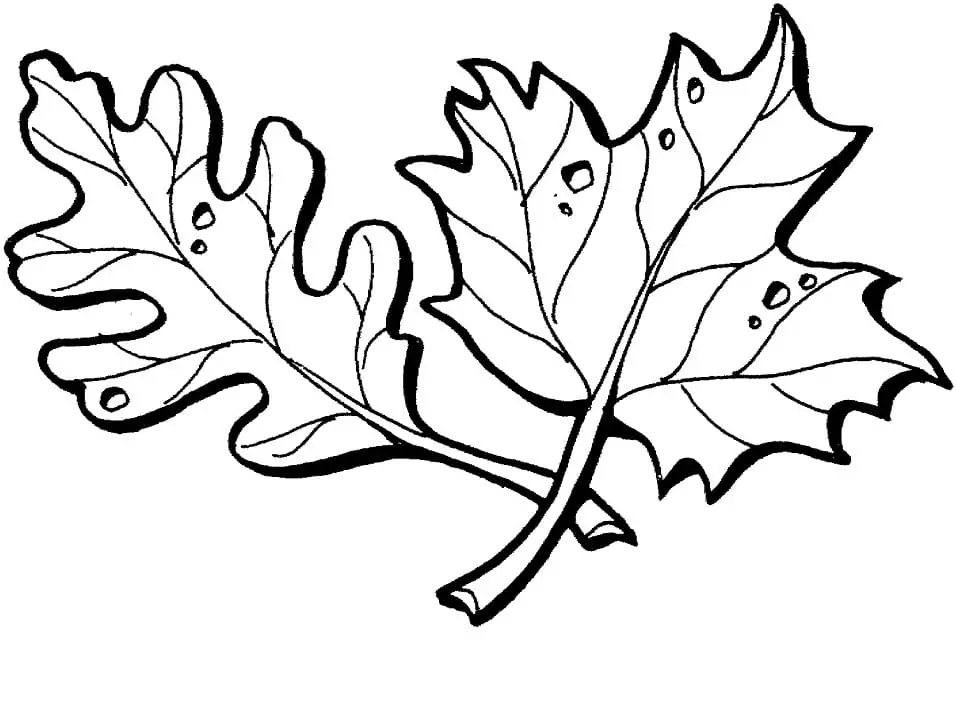 Oak and Maple Leaves