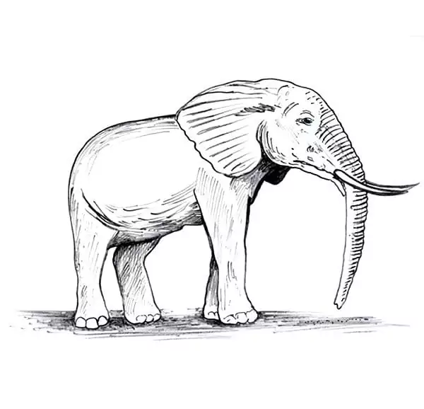 Alter Elefant