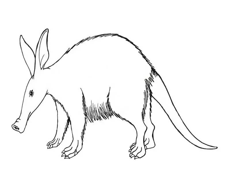 One Aardvark