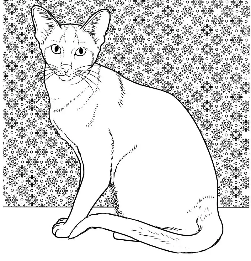 Oriental Siamese Cat