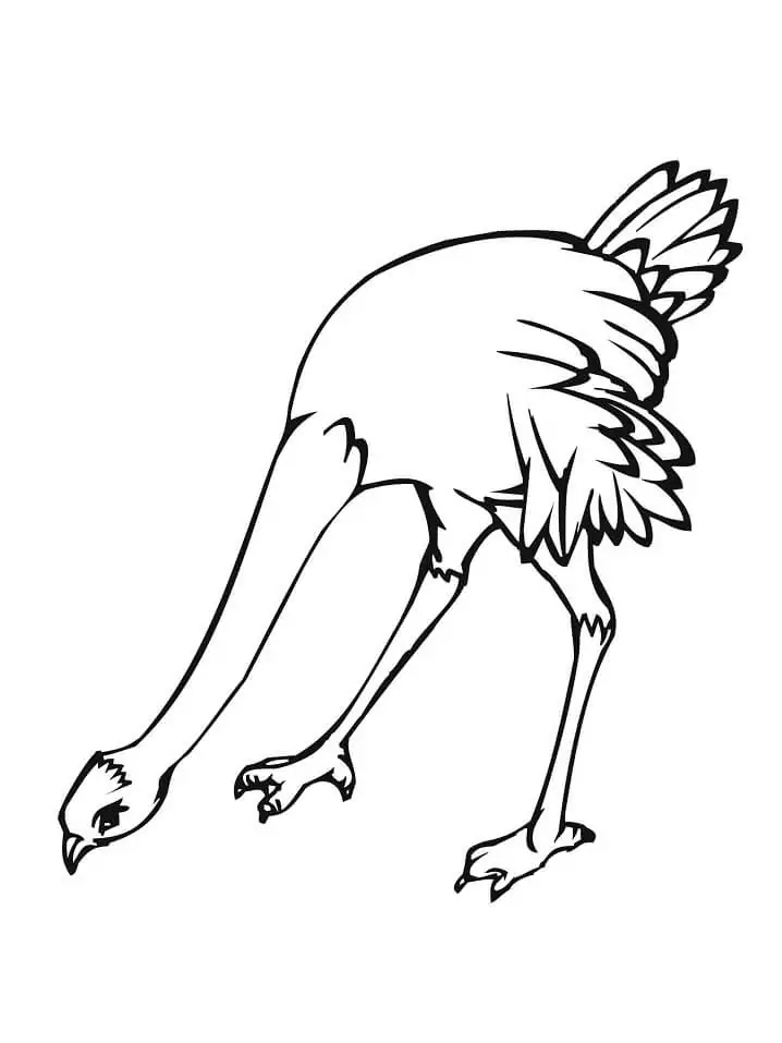 Ostrich 1