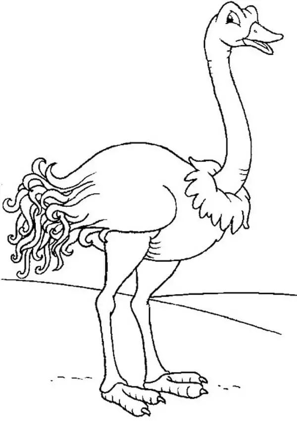 Ostrich 7
