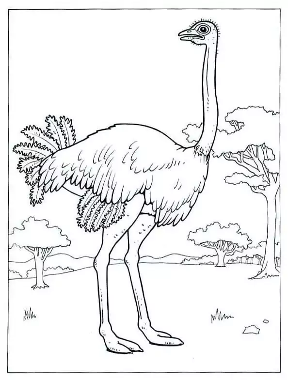 Ostrich 8