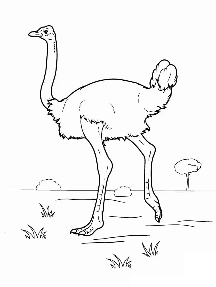 Ostrich 9