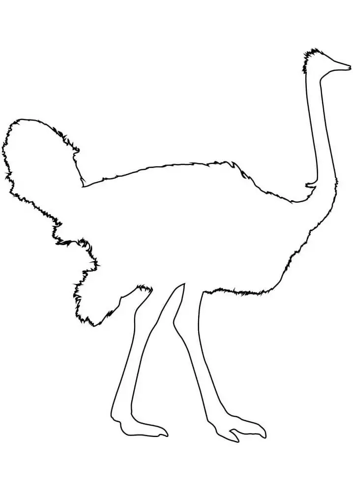 Ostrich Outline
