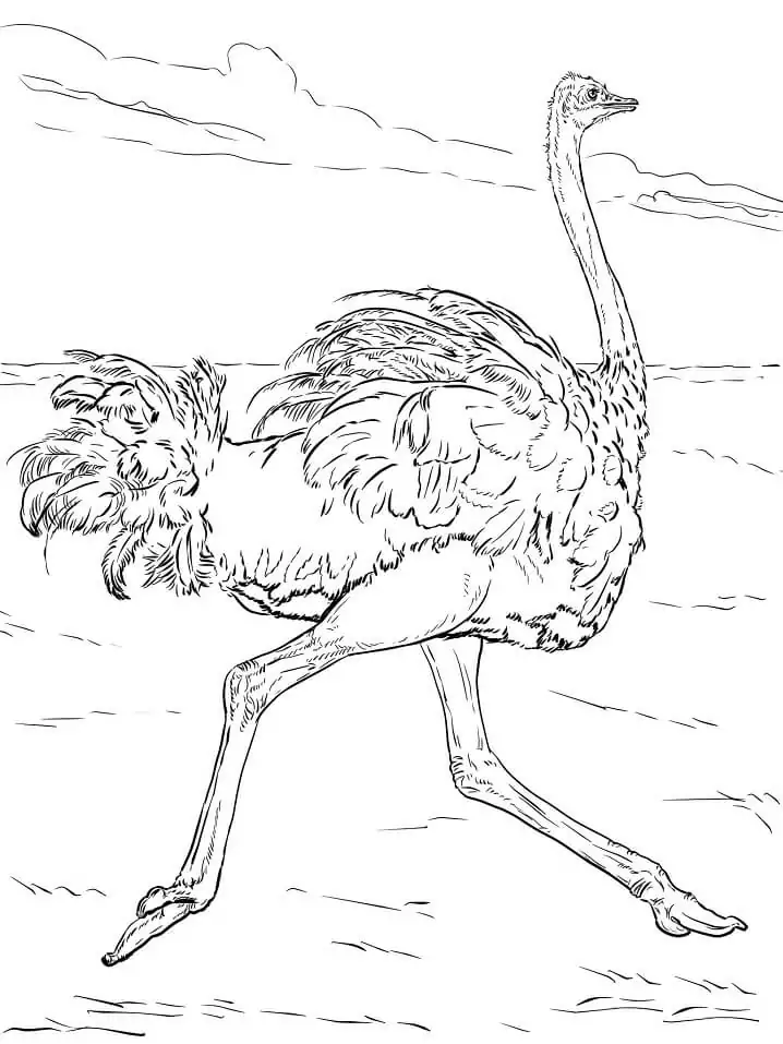Ostrich Runs