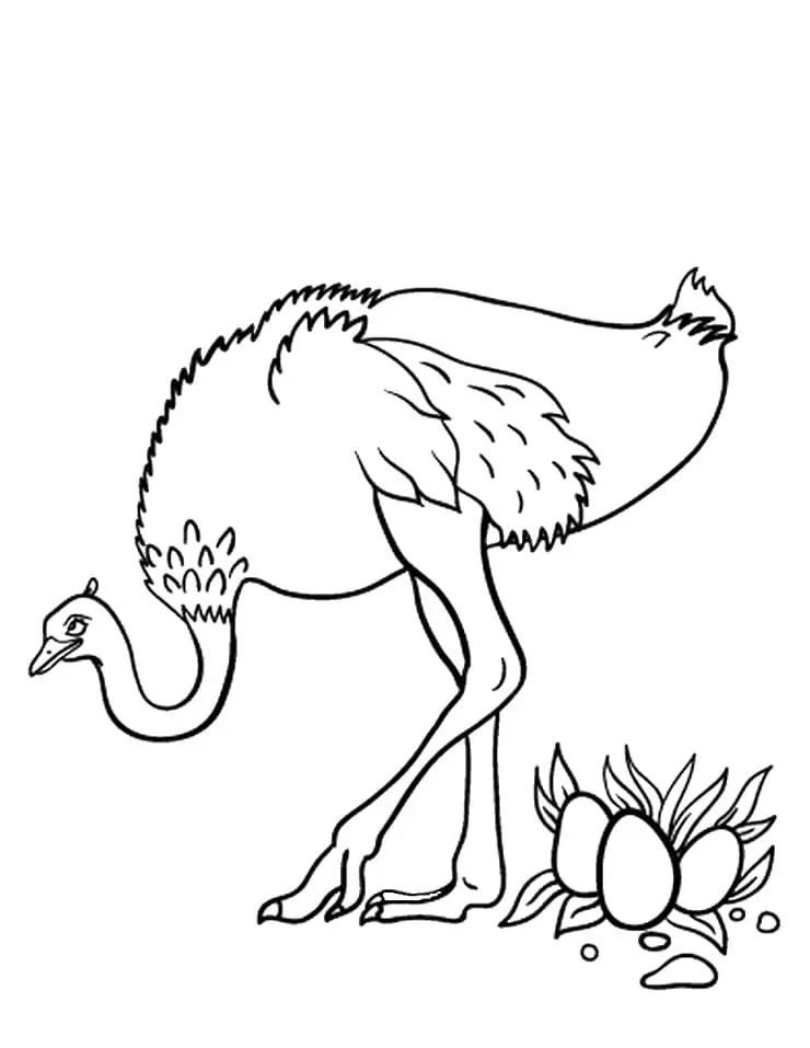 Ostrich and Eggs