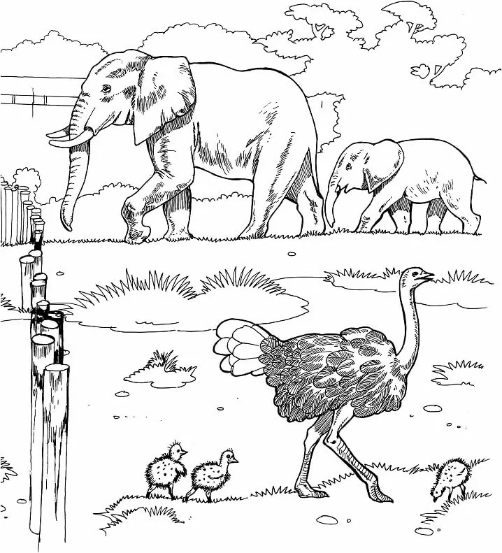Ostrich in Zoo