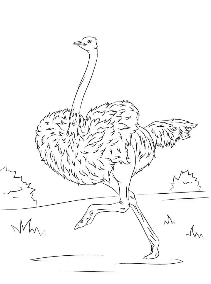 Ostrich is Running