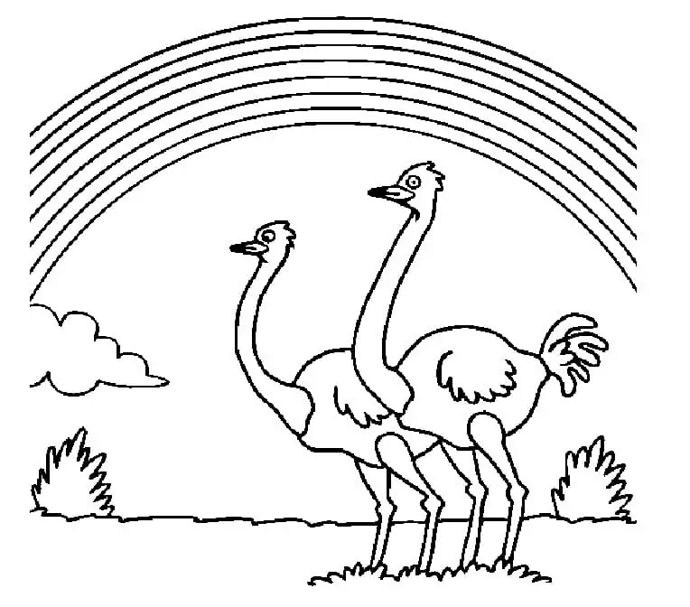 Ostriches and Rainbow