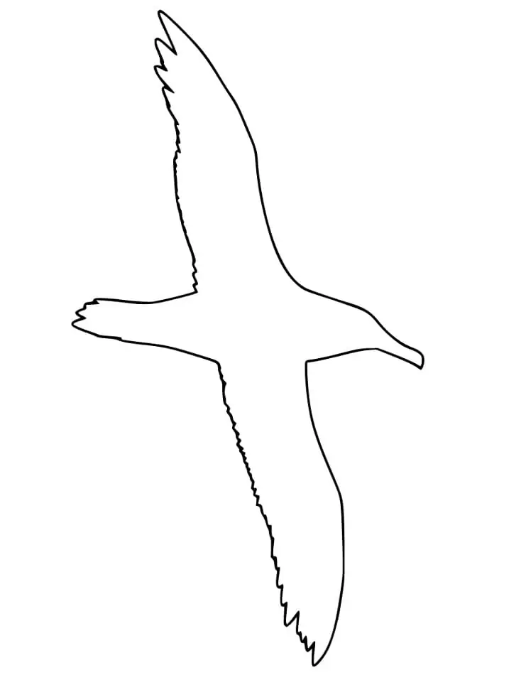 Outline Albatross