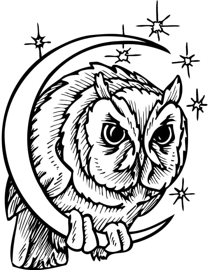 Owl 7
