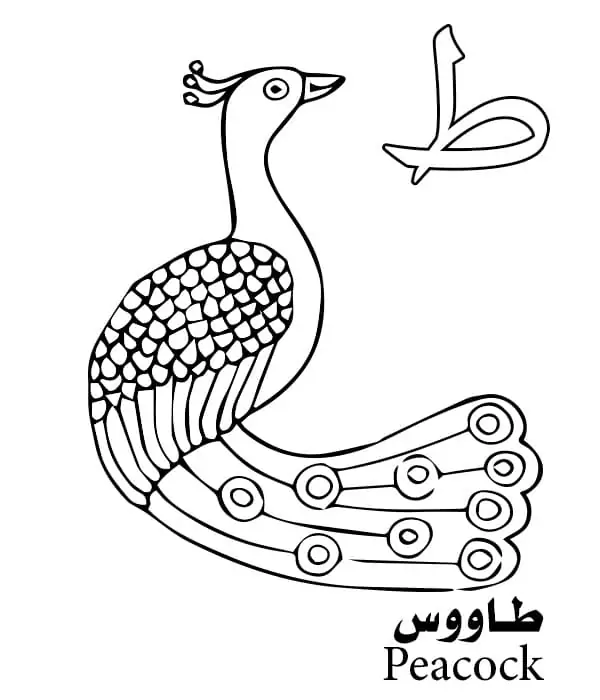 Peacock Arabic Alphabet