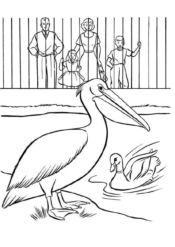Pelican and Duck in a Zoo