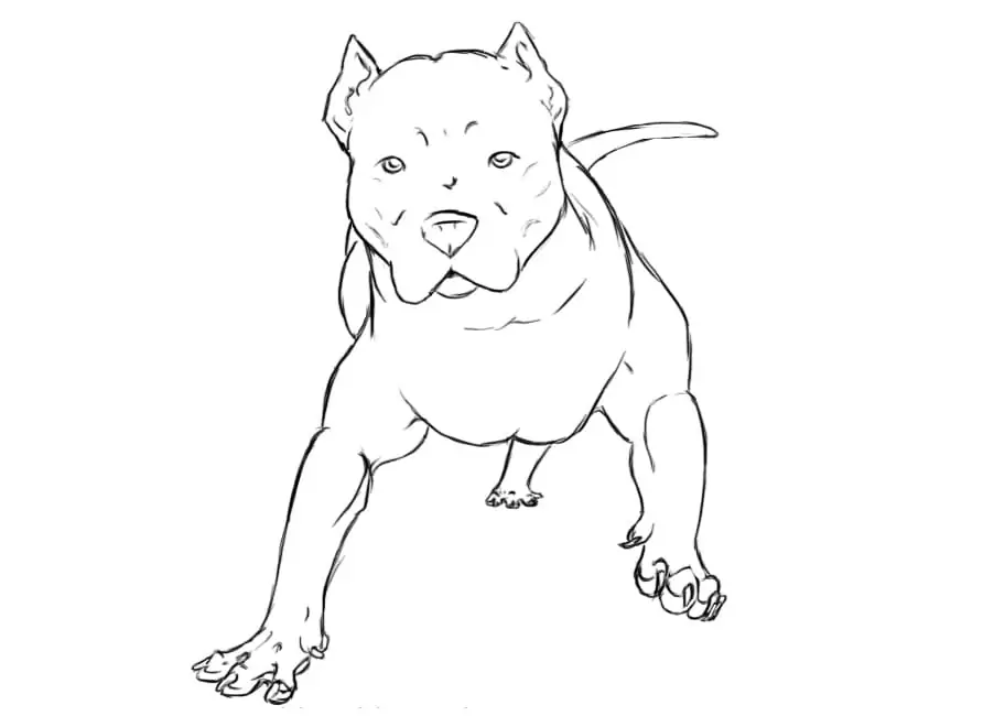 Pitbull Dog 1