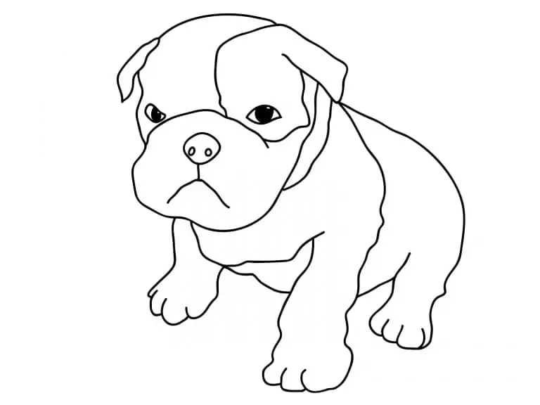 Pitbull Puppy
