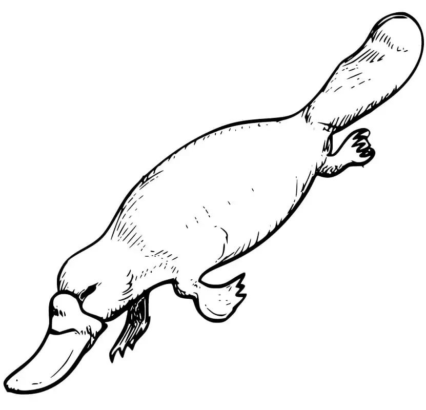 Platypus 3