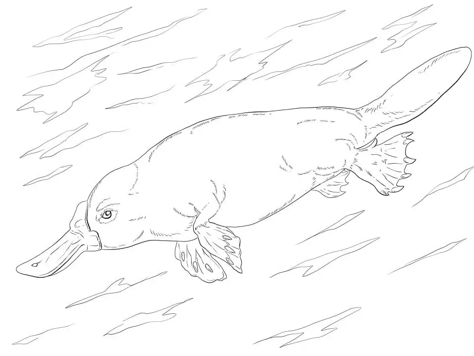 Platypus Swimming