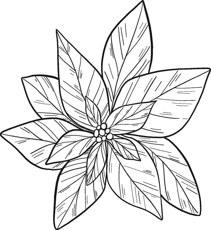 Poinsettia Flower to Color